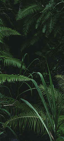 Rainforest Wallpaper